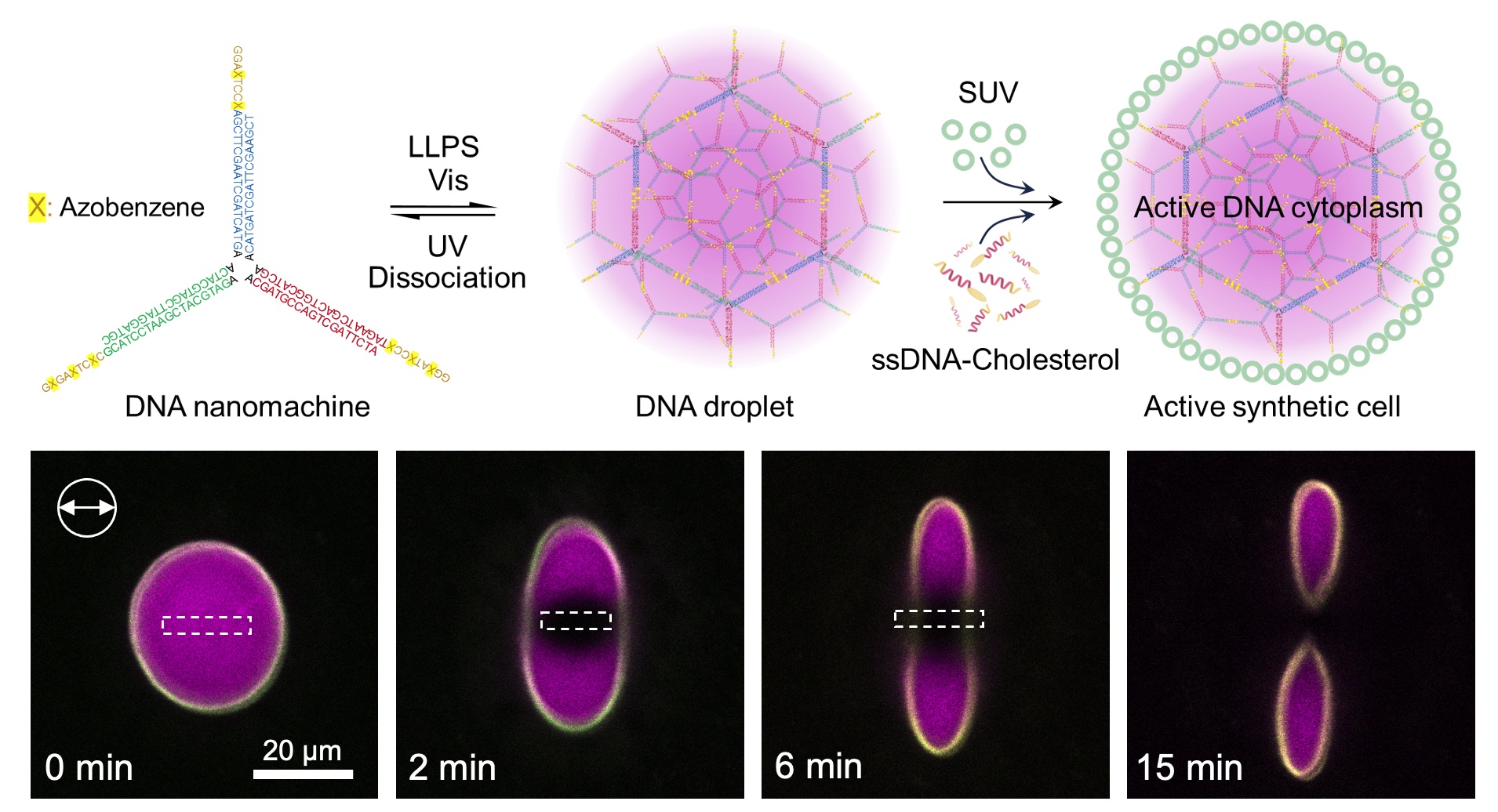 Screen Shot 2025-09-05 at 08.16.22.jpg